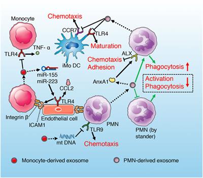 Exosome: The Regulator of the Immune System in Sepsis